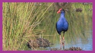 Purple Swamphen Feeding in Wetlands [upl. by Nynnahs]