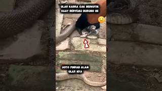 Ular kobra gak berkutik sama burung ini 😱😰😰 shortvideo feedshorts hewan animals ular [upl. by Arnon963]