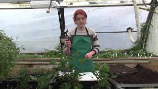 How to propagate and care for Pelargoniums [upl. by Kaspar]