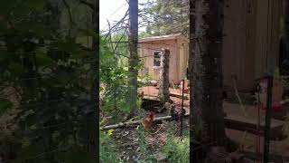 Hawk attack… hens chickenlife chicken farmer henlife chickencoop hawks hawk predator farms [upl. by Jalbert643]