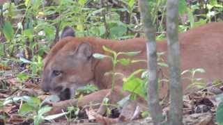 Puma at La Leona Eco Lodge [upl. by Smoot]