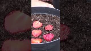 Tuto jardinage Fraises Comment faire un semis fraisier shortsyoutube [upl. by Enneyehc]