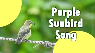 Purple sunbird in eclipse plumage singing different songs  Sound of a garden birdbackyard sounds [upl. by Yelsa]