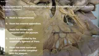 JEJUNUM AND ILEUM ANATOMY DIFFERENCES [upl. by Nitsur]