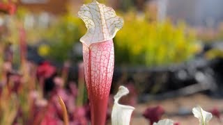 Sarracenia leucophylla in Early Fall [upl. by Odranreb]