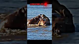 Lion vs hippo trending animals wildlife hippo lion shorts lionking shortvideo [upl. by Yobybab178]