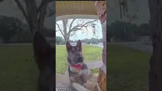 dogs ringing doorbells 🐕‍🦺dogs doglover germanshepherd cutepets funnydogs doorbell [upl. by Valenba]