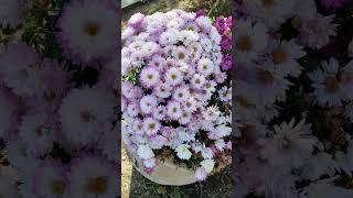 Chrysanthemum or Aster beautiful flowers plant [upl. by Artenahs]