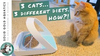 My Cats Learned Something New  SureFeed Microchip Cat Feeder Unboxing amp Review [upl. by Itak]