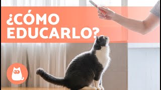 ¿Cómo EDUCAR a un GATO 🐱  Guía Completa de la Educación de un Gato ✅ [upl. by Aphrodite286]