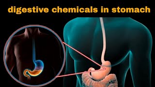 पेट में कौन कौन से केमिकल रीलीज़ होते हैं  digestive system 5  chemicals in our stomach [upl. by Airamak276]