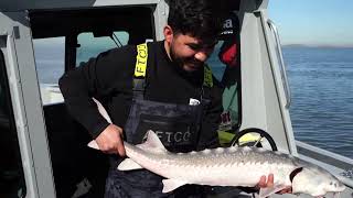 Sturgeon fishing in the San Francisco bay area with DeadliestKastFishing [upl. by Aufa188]