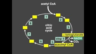 Citric Acid Cycle Explanation Krebs cycle [upl. by Claudio]