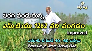 విరగ పండుతున్న వరి వంగడం ఎమ్టియు 1262  MTU 1262 High yields Paddy Variety  Karshaka Mitra [upl. by Yhtir]