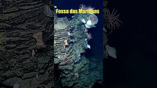 FOSSA DAS MARIANAS O LUGAR MAIS PROFUNDO DA TERRA  ANIMAIS ENCONTRADOS NO FUNDO DA FOSSA [upl. by Lsil]