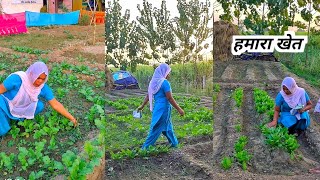 ये है हमारा खेत सब्जियां बाजार से लाने की जरूरत नहीं पड़ती। My Fild Tour [upl. by Rhiamon]