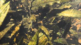 Cryptocoryne pygmaea in Palawan Island DIscoveryPlanet [upl. by Maryn667]