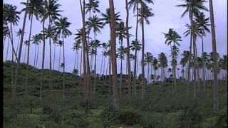 Taveuni Island Fiji [upl. by Hoopen543]