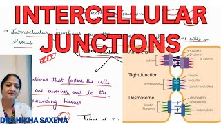 Intercellular connections Tight junction zonula adherens desmosome hemidesmosomes [upl. by Rayham40]