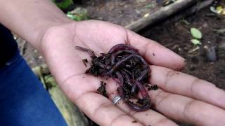 Vermiculture at Costales Nature Farms [upl. by Alfredo]