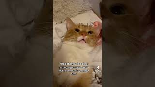 “Why cats bite” catshorts funnyanimals catsofyoutube catsoftiktok tiktok cats4life [upl. by Alda301]