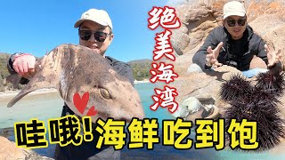 在澳洲赶海，巨型海胆泛滥没人吃，大海螺鲍鱼随便捡，轻轻松松钓大鱼赶海钓鱼塔斯马尼亚澳洲钓鱼酒杯湾WineglassBay fishing campingTASfishing [upl. by Audsley326]