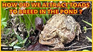 How To Attract amp Encourage Toads To Your Garden Pond [upl. by Maxentia999]