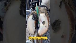 Cow Hoof Care and Treatment cuteanimal animals horse shorts shortsfeed shortvideo [upl. by Vogel285]