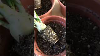 Revive Your Adenium in Winter with These Easy Care Tips adenium organicgrowing myvatika plants [upl. by Namijneb]