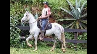 CAVALO CASTRADO  VALENTE ISHWARA [upl. by Norrad]