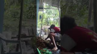 MACERANDO O MARIRI para o feito ayahuascaretreat medicinadafloresta sananga [upl. by Ennyleuqcaj]