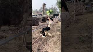 The process of collecting ostrich eggs at an ostrich farm [upl. by Rovner]