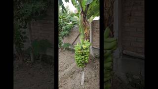 How to Harvest Bananas Like a Pro [upl. by Nahsab328]