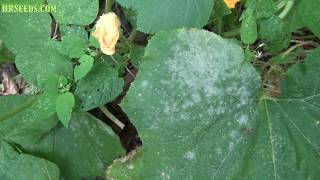 Powdery mildew vs Downy mildew  Podosphaera xanthii  How to tell the difference and treatment [upl. by Yblehs]