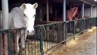 Our stables beginning to flood in the wet weather  Easy Horse Care Rescue Centre [upl. by Kast240]