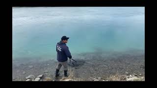 South Island Canal trout [upl. by Floridia]