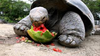 Galapagos Tortoise Cant Get Enough Watermelon [upl. by Agem914]