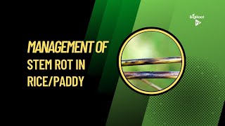 Management of Stem Rot in RicePaddy [upl. by Letnahs495]