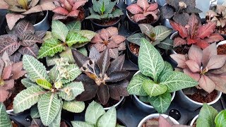 Amazing Euphorbia francoisii hybrids at The Little One Plant Nursery [upl. by Tihom]