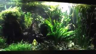 4000L Aquarium mit Salmlern und Skalaren [upl. by Awahsoj]