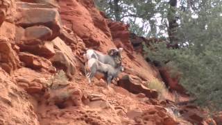 Bighorn Sheep in the Colorado Rocky Mountains [upl. by Estella]