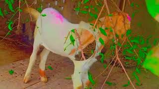 Neem ki 🌿 patti khane se bimar bachha 😱 thik ho gaya  bakri ka bachha 🐐 hai [upl. by Asin]