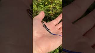 Juvenile FiveLined Skink Weyanoke Bird and Wildflower Sanctuary Coastal Virginia [upl. by Nahte420]