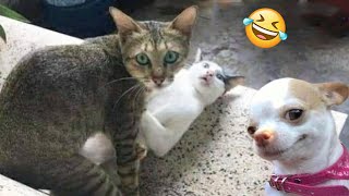 Funniest Cats And Dogs Videos 😁  Best Funny Animal Videos 2024 🥰8 [upl. by Areemas935]