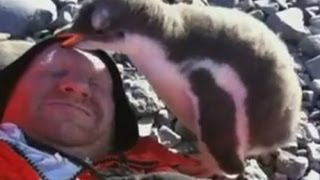 Baby penguin sits on mans face [upl. by Ahsilem]