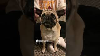 Yoda or Frenchie pug dog fyp puppy cute mustwatch [upl. by Kcireddor]