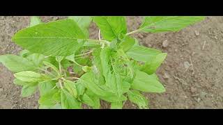 amaranthus breades flower Leafytale [upl. by Leifeste]