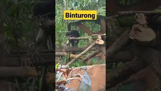 Mengenal Binturong Taman Safari Prigen Pasuruan Jatim shorts [upl. by Nyar708]