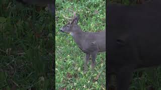 Big buck goes down in sight hunting bowhunter archery deerhunting deerseason bowhunting [upl. by Drofla]