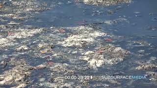 Lyngbya algae mats at Spanish Point Osprey Florida  May 26 2022 [upl. by Esilanna886]